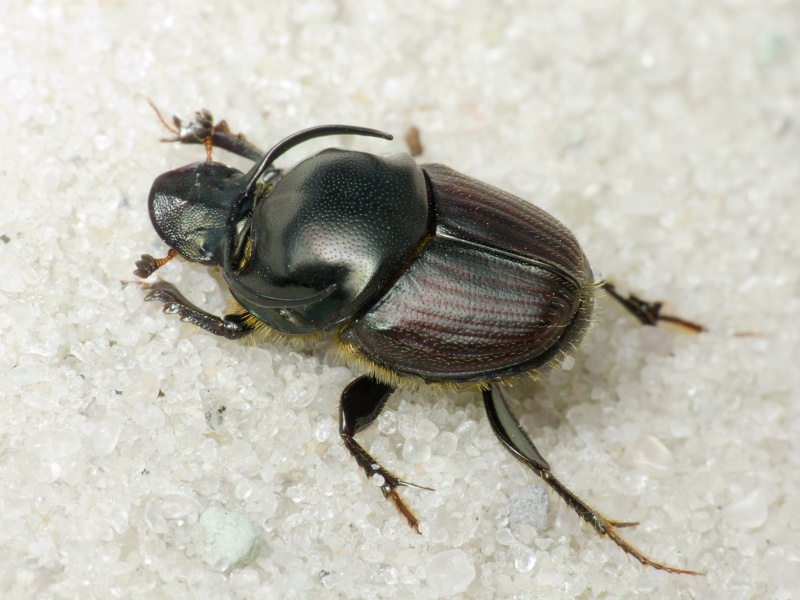 Onthophagus illyricus (Scopoli, 1763)